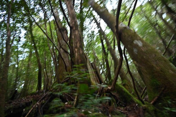 安房森林軌道：残った木