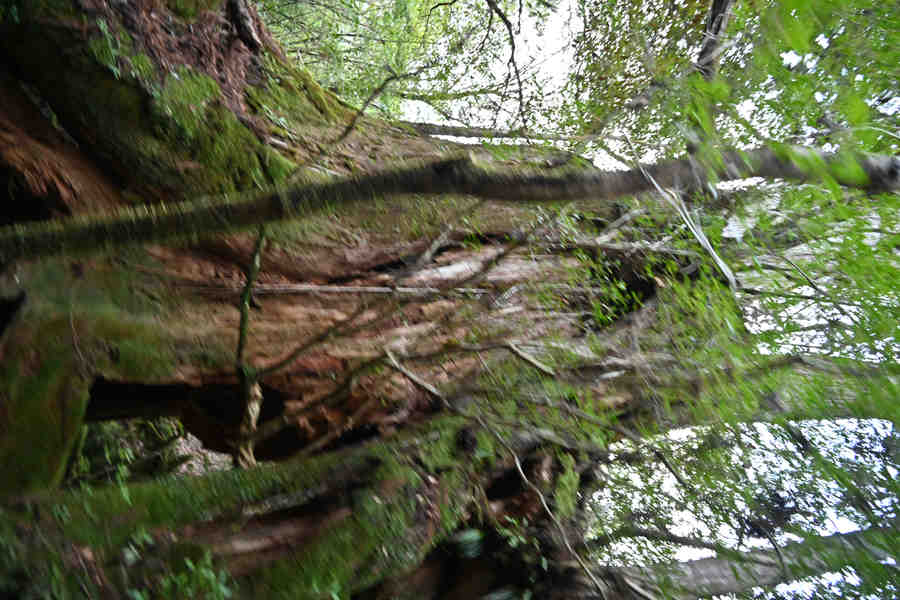 安房森林軌道：伐採された木