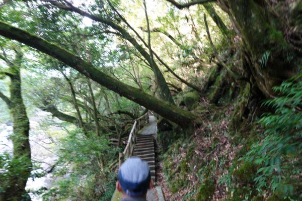 楠川歩道：階段を登る