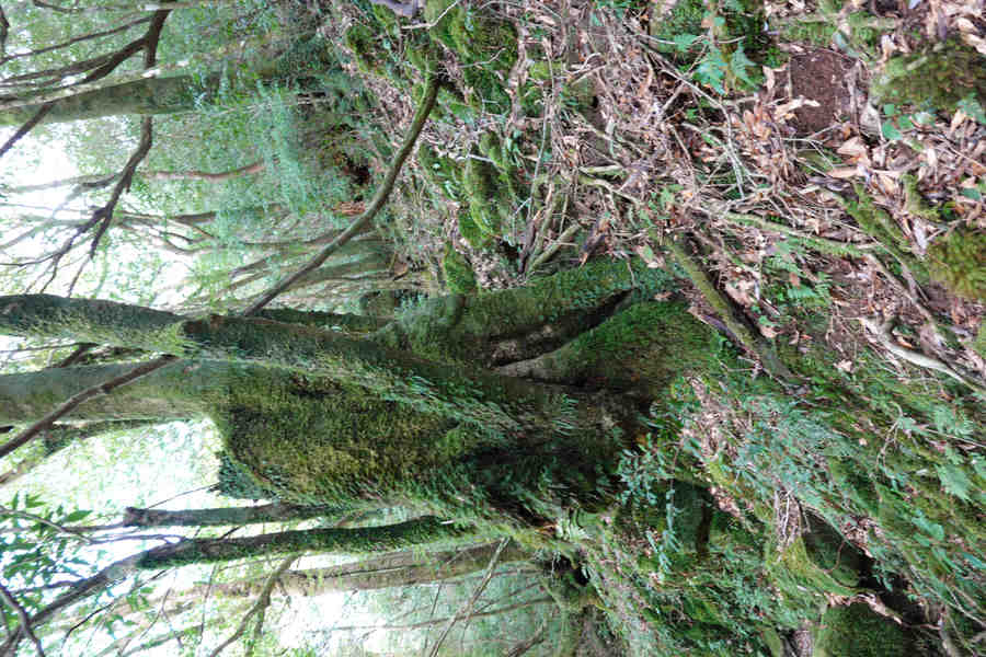 楠川歩道：苔の生えた切り株