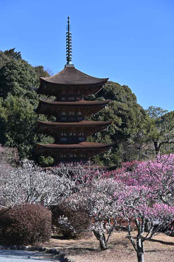 瑠璃光寺：五重の塔