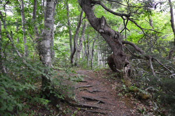 紅葉峠(2)