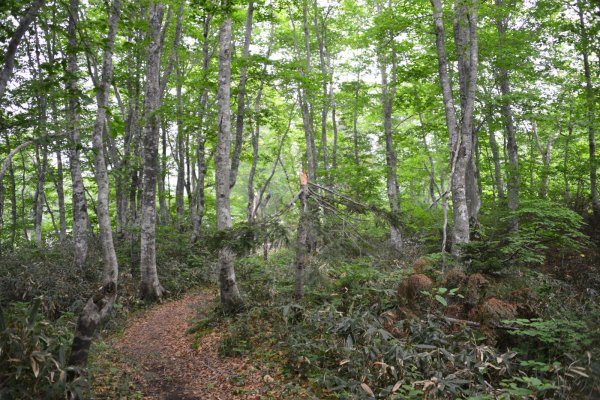 中央高原散策路(1)