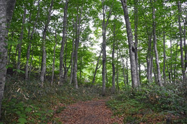 中央高原散策路(5)