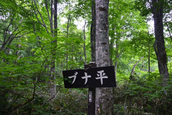 不動滝への道(2)：ブナ平